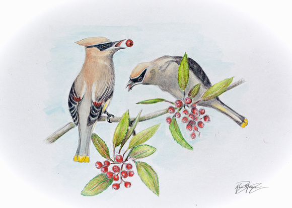 Cedar Waxwings and "Christmas Berry"