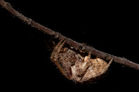 Tropical orb weaver - Eriophora edax