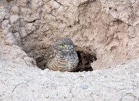 Burrowing Owl - Athene cunicularia