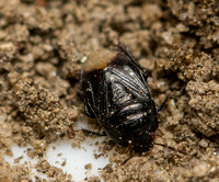 Burrowing bug - Unidentified sp