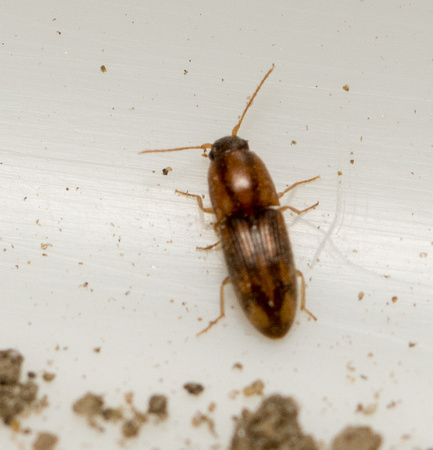Click beetle - Conoderus bellus