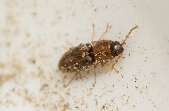 Click beetle - Conoderus bellus