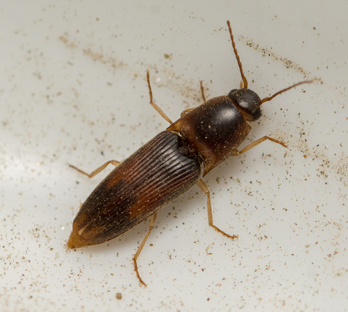 Click beetle - Conoderus sp