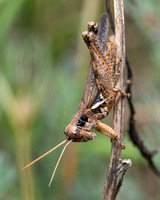 Grayish sagebrush grasshopper - Melanoplus cinereus