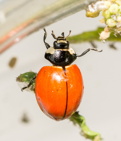 Nine-spotted lady beetle - Coccinella novemnotata