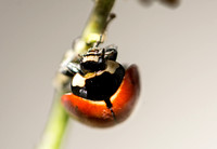 Nine-spotted lady beetle - Coccinella novemnotata