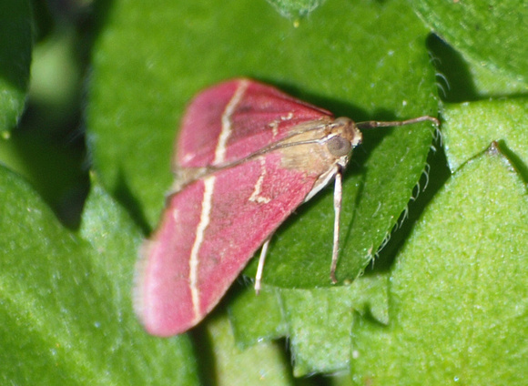 Crambid moth 2 - Pyrausta volupialis