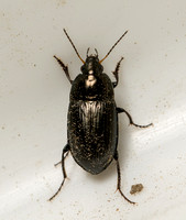 Ground Beetle - Amara sp
