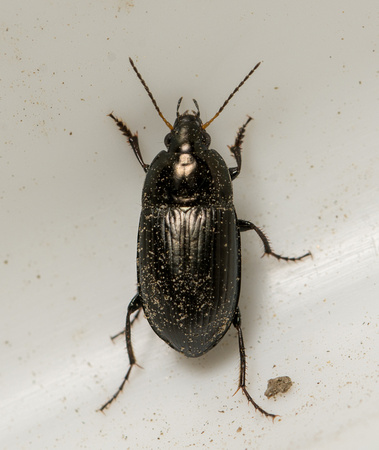 Ground Beetle - Amara sp