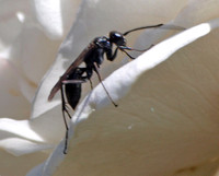 Spider wasp - Unidentified sp.