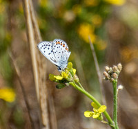 Irvine Ranch, IRC Butterfly Count 06-14-2015