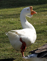 Chinese Goose - Anser cygnoides