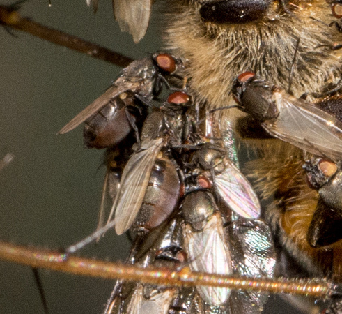 Freeloader Flies - Family Milichiidae