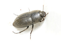 Darkling Beetle - Coniontis sp