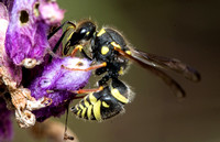 Mason wasp - Ancistrocerus bustamente