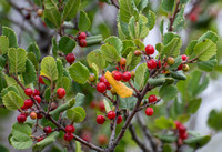 Redberry Buckthorn - Rhamnus crocea