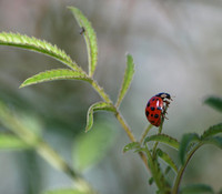 Asian lady beetle - Harmonia axridis