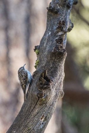 Brown Creeper - Certhia americana
