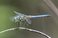 Blue dasher - Pachydiplax longipennis (young male)