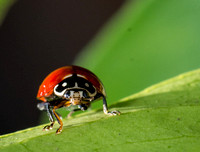 Blood red lady beetle - Cycloneda sanguinea (male)