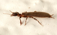 Webspinner - Oligotoma sp.