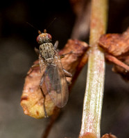 Fly - Family Heleomyzidae