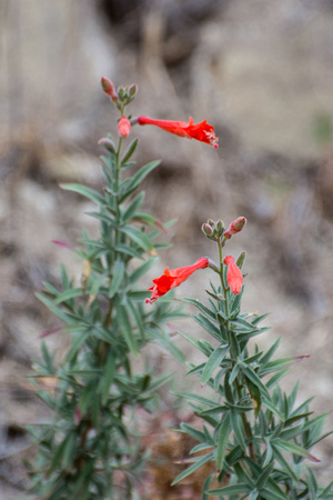 California Fuchsia - Epilobium canum
