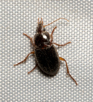 Rufous ground beetle - Calathus ruficollis