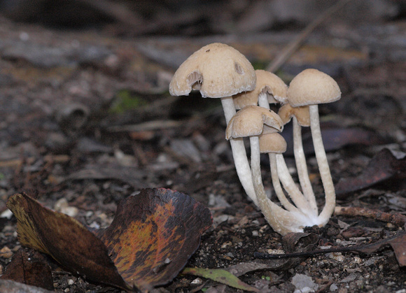 Gill mushroom