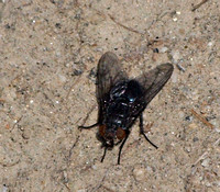 Bluebottle fly - Calliphora sp.