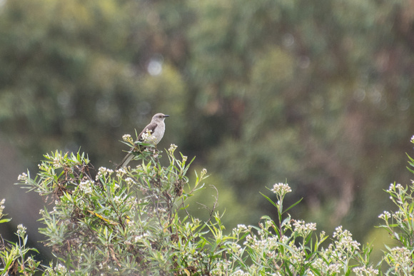 Northern Mockingbird - Mimus polyglottos