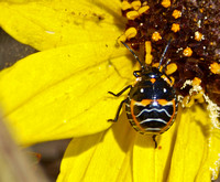 Harlequin bug - Murgantia histrionica (nymph)