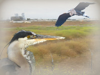 Great Blue Heron - Ardea herodias at Los Cerritos Wetlands
