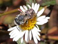 Leafcutter bee 2 - Unidentified sp.