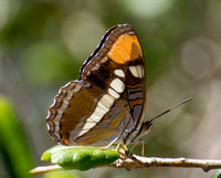 Irvine Ranch, IRC Butterfly Count 08-01-2015