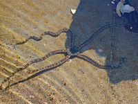 Long-armed Brittle Star - Amphiodia occidentalis