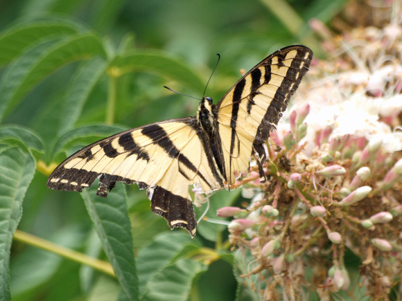 Western tiger swallowtail - Papilio rutulus