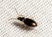Carabid beetle - Bembidion iridescens