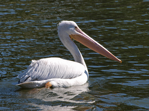 American White Pelican - Pelecanus erythrorhynchos