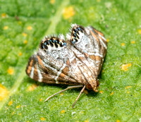 Jalisco Petrophila - Petrophila jaliscalis