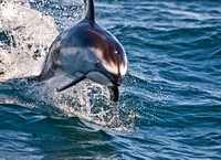 Pacific white-sided dolphin- Lagenorhynchus obliquidens