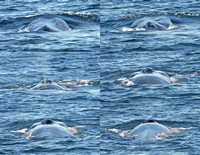 Fin Whale nostrils as it surfaces, exhales and inhales