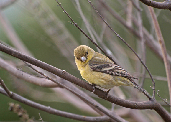 Lesser Goldfinch - Carduelis psaltria