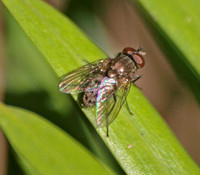 Root-maggot fly -Family Anthomyiidae
