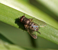 Root-maggot fly -Family Anthomyiidae
