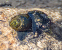 Snail - Physa sp
