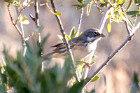 Bell's Sparrow - Artemisiospiza belli