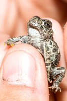 California Toad - Anaxyrus boreas halophilus