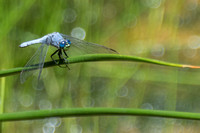 Western Pondhawk Dragonfly - Erythemis collocata