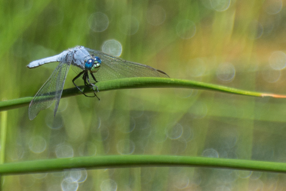 Western Pondhawk Dragonfly - Erythemis collocata